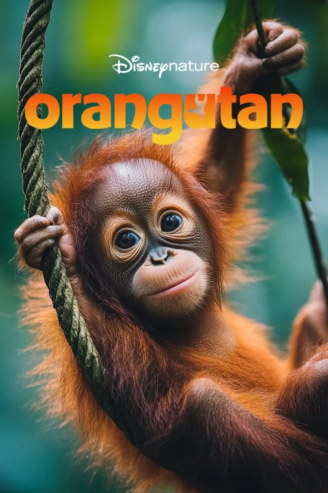 Orangutan 2026